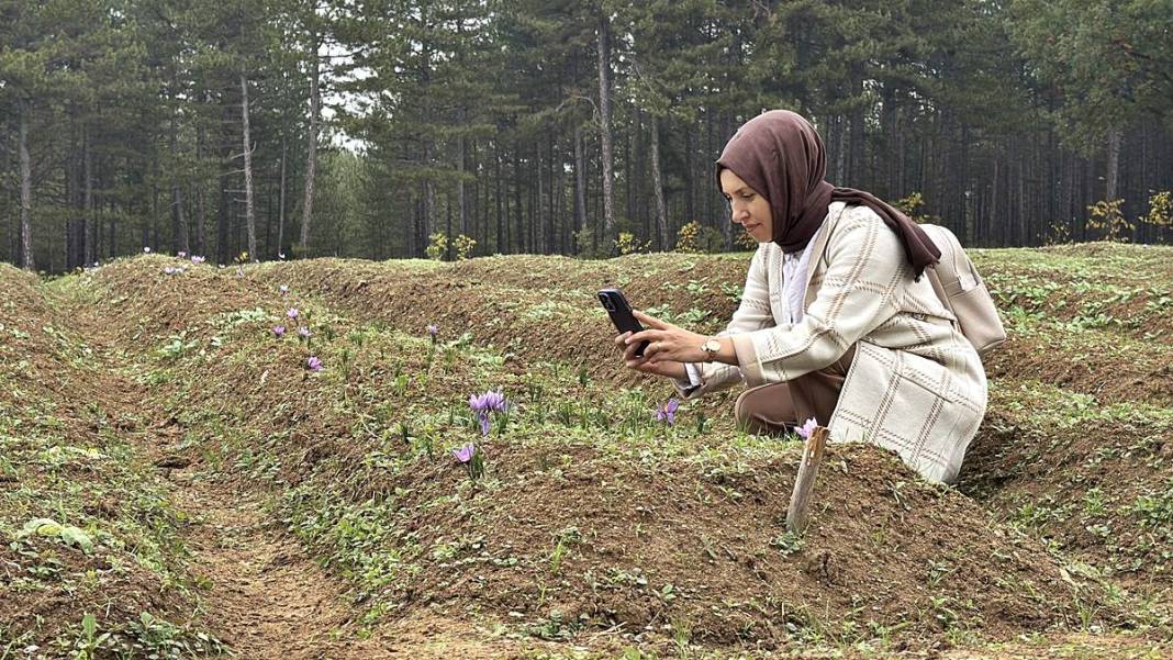 Dünyanın en pahalı baharatı Safranbolu'da yetişiyor! Gıda, ilaç ve kozmetikte kullanılan mucize 8